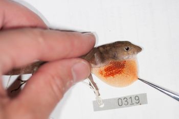 Media type: image;   Herpetology R-186209